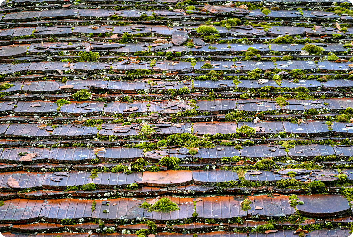 Moss-covered old roof tiles